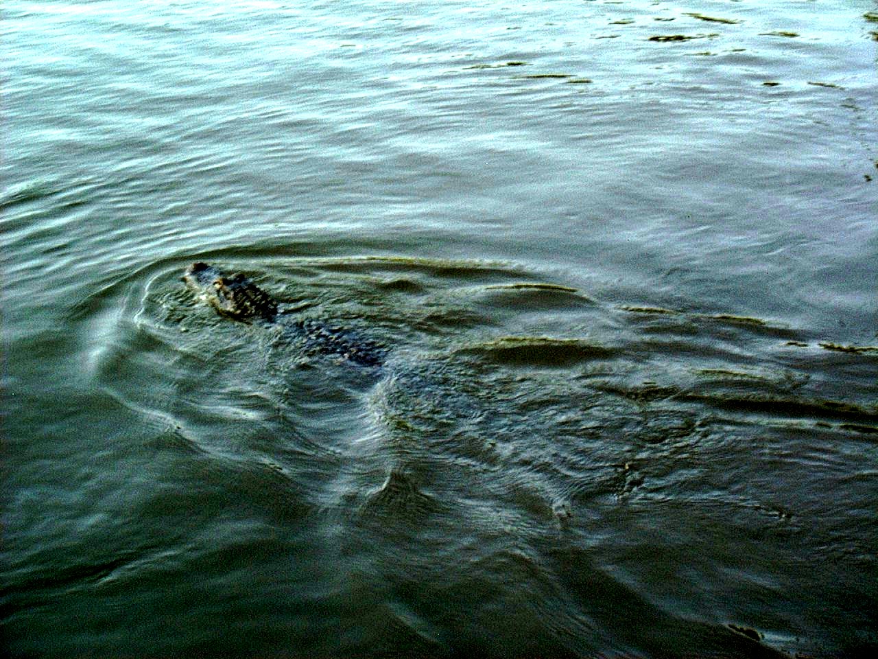 ../Images/8-2-02 Cypress Swamp Tour 18.jpg